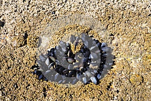 Group of mussels on a rock. Copy space photo