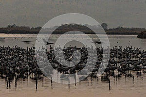 Grus bird feeding at Hula Valley