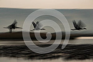 Grus bird feeding at Hula Valley