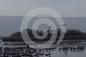 Grus bird feeding at Hula Valley