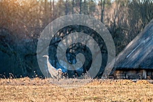 Grus grus, the Eurasian crane