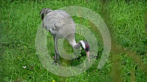 Grus grus, Grus communis. behind bars. in cage. Crane in zoo on a summer day