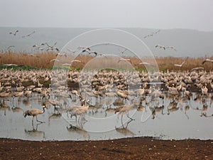 Grus in the Hula Lake at twilight, scenery with birds in the water