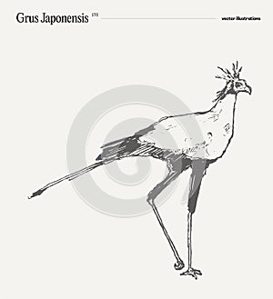 Grus Japonensis bird vector illustration, sketch