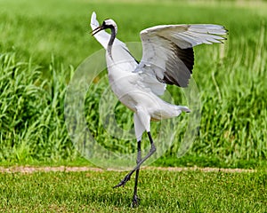 The grus japonensis in grassland