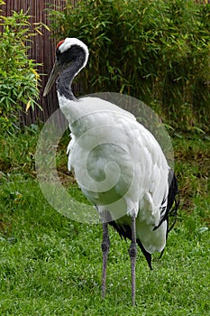 Grus japonensis or  manchurian crane