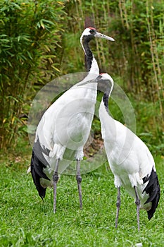 Grus japonensis or  manchurian crane