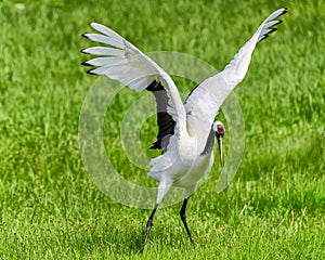 The grus japonensisis is dancing in meadow