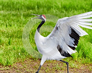 The grus japonensisis running