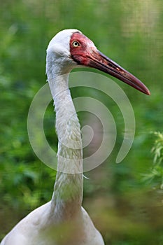 Grus leucogeranus, Siberian White Crane. photo