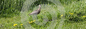 Grutto bird in green grass with yellow dandelions photo