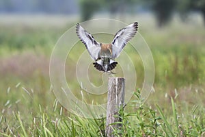 Grutto, Black-tailed Godwit, Limosa limosa photo