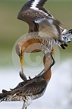 Grutto, Black-tailed Godwit, Limosa limosa