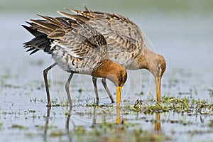 Grutto, Black-tailed Godwit, Limosa limosa