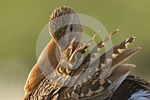 Grutto, Black-tailed Godwit, Limosa limosa photo