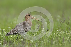 A calling black tailed godwits in a meadow; een roepende grutto in een weiland photo