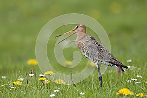 A calling godwit in a flower field with daisies and dandelions