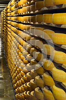 Gruyeres, Switzerland - July 27, 2019: Cheese wheels maturing in the cellar storage of the famous Swiss cheese factory