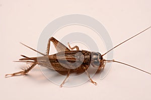 A Gryllidae ,Orthoptera isolated on white background