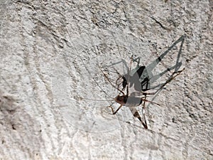 Gryllidae sitting on the white wall
