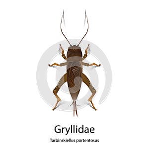 Gryllidae vector on white background.