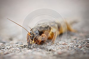 Gryllotalpa gryllotalpa, European mole cricket - agricultural pest on the background soils