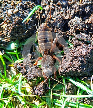 Gryllotalpa gryllotalpa. Insect. Wild animal.