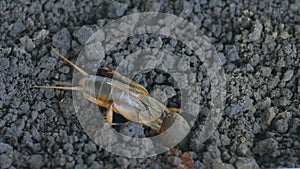 Gryllotalpa Medvedka crawls on the ground. Close-up