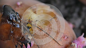 Gryllotalpa Medvedka crawls on the ground and eats potatoes. Close-up