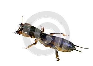 Gryllotalpa mole cricket