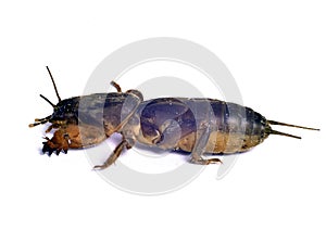 Gryllotalpa mole cricket