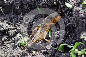 Gryllotalpidae or earthen cancer a dangerous pest crawls on the ground