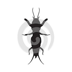 Gryllotalpidae silhouette.European mole cricket