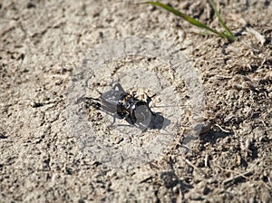 European Field Cricket