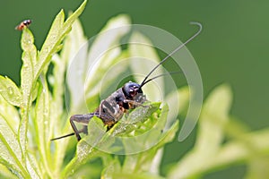 Gryllus larvae on plant