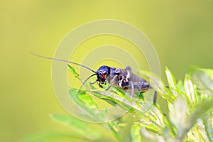 Gryllus larvae on plant