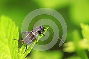 Gryllus larvae on plant