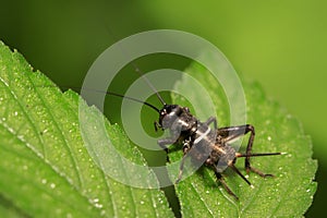 Gryllus larvae on plant