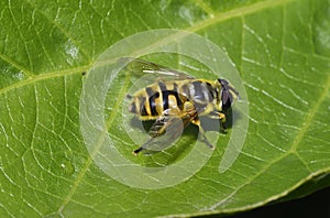 Grypocoris stysi