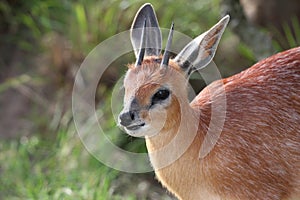 Grysbok Antelope