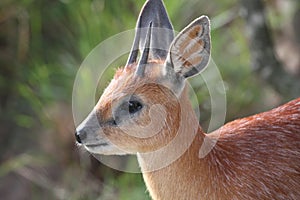 Grysbok Antelope