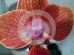 Grern plant Wild green Orchidee photo