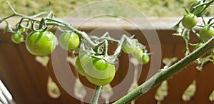 GrÃÂ¼ne Tomaten im Sonnenlicht photo