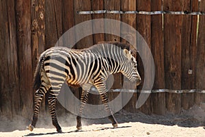 GrÃ©vy`s zebra Equus grevyi 3