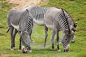 The GrÃ©vy`s zebra Equus grevyi, also known as the imperial zebra, grazing herd with green background
