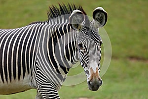 The GrÃ©vy`s zebra Equus grevyi, also known as the imperial zebra, portrait with green background