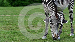 GrÃ©vy's zebra (lat. Equus grevyi)