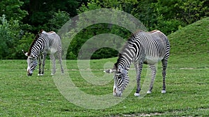 GrÃ©vy's zebra (lat. Equus grevyi)