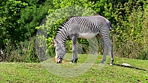 GrÃ©vy's zebra (lat. Equus grevyi)