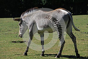 GrÃ©vy`s zebra at Marwell Zoo